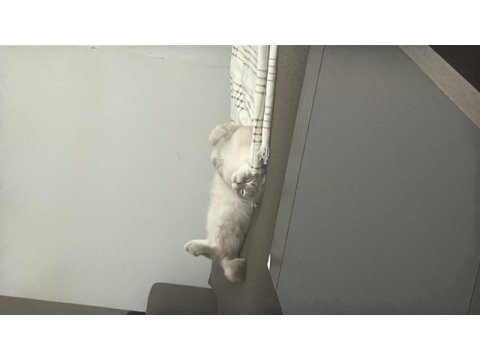 Evde kedi fazlalığından scottish fold