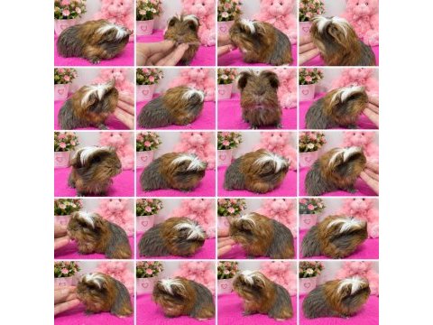 Orjinal coronet ırkı ginepig bebekler (leylak renk)