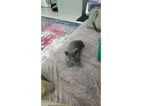 British shorthair iki aylık