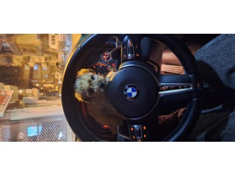 Poodle köpekler lütfen dolandırıcılara dikkat edin