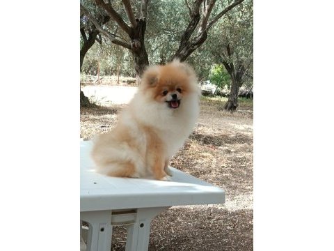 9 aylık pomeranian boo