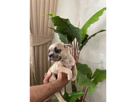Meraklısına french bulldog