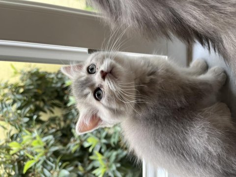 2 aylık british shorthair