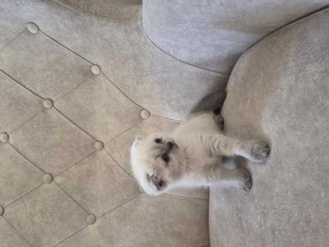 Scottish fold kedisi