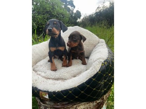 Gücün ve asaletin buluştuğu doberman yavrular