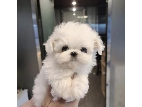 0 numara kore maltese