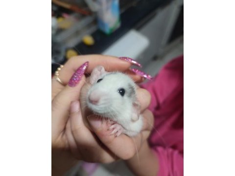 Rat satsuma tüylü arkadaş isteyen yazsın