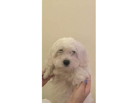 4 aylık çipli maltese terrier