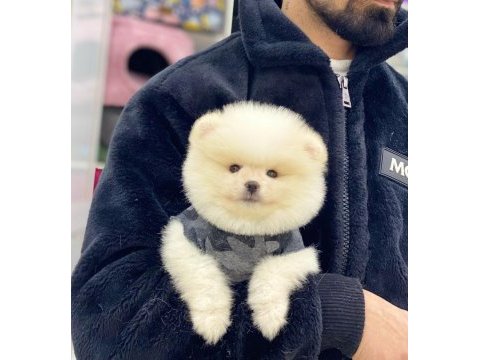 Pomeranian boo köpeğimiz