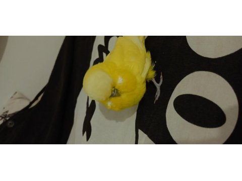 Jumbo erkek muhabbet kuşu