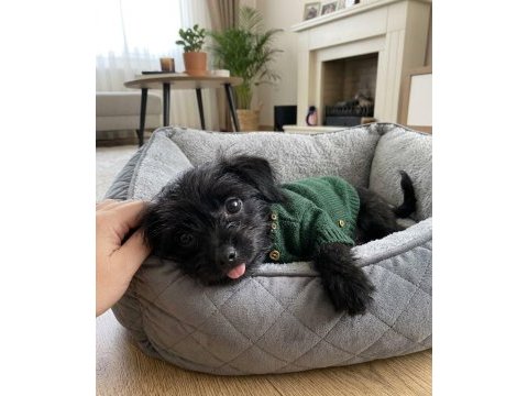 Morkie teacup çanta boy