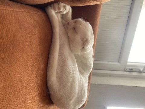 Beyaz scottish fold erkek kedimiz