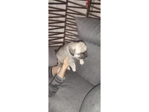 Pug köpeğimiz için ararsanız sevinirim