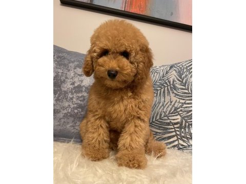 Poodle aşılı garantili yavru