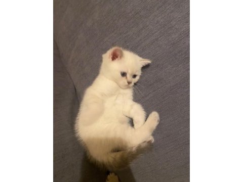 Dişi blue point british shorthair