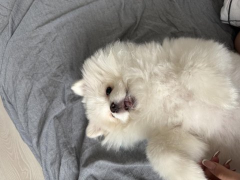 Pomeranian boo 6 aylık erkek
