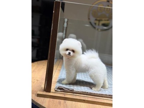 Sağlık ve ırk garantili pomeranianlar