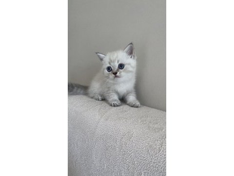 British shorthair 1.5 aylık dişi
