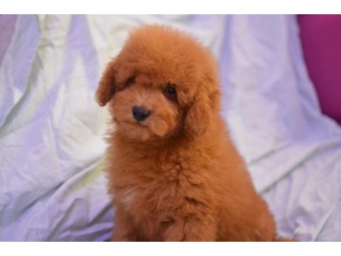 Maltipoo yine çok iddialıyız
