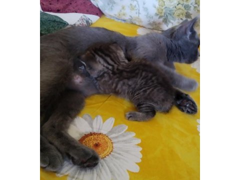 Saf kan british shorthair yavrular