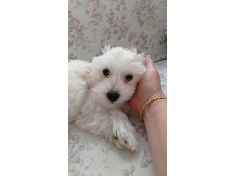 3 erkek terrier bebeğim