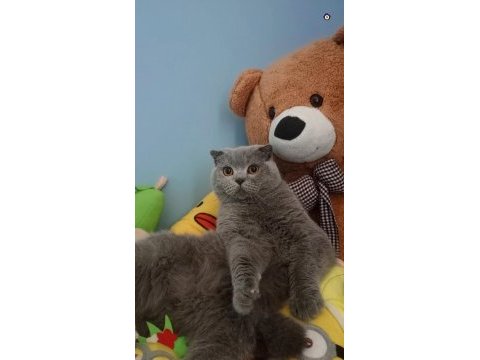Erkek scottish fold kedime eş arıyorum