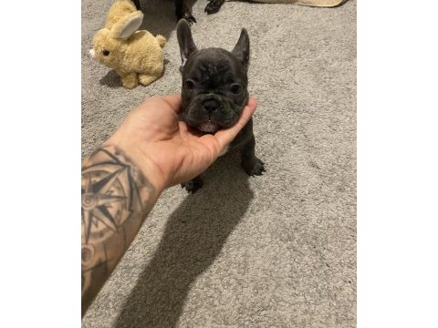 60 günlük french bulldog yavrular