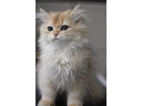 British longhair bebeğim yeni yuvasını bekliyor