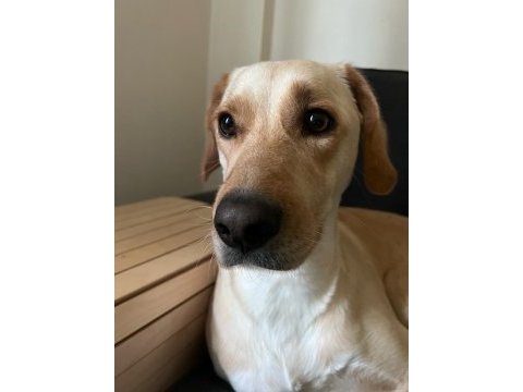 4 yaşında dişi labrador köpeği