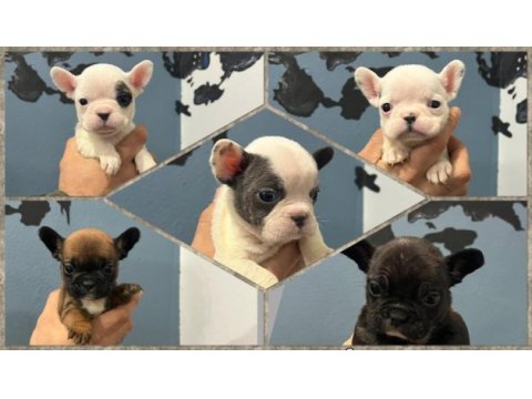 Safkan french bulldog yavrularımız 45 günlük