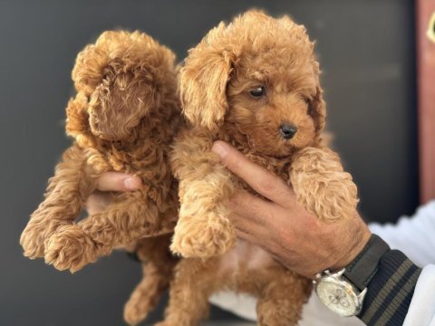 Petmode köpek çiftliğinden toy poodle yavrularımız