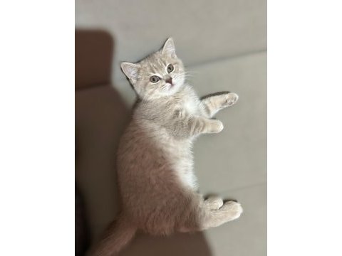 Safkan scottish fold yavru