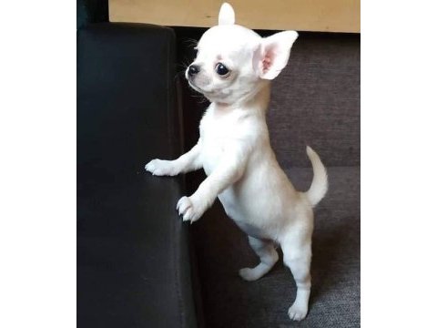 Teacup kar beyaz chihuahua bebekleri geldi