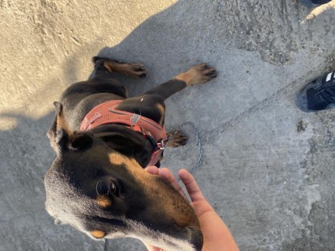 Dişi doberman bakabilecek biri alsın estetikli