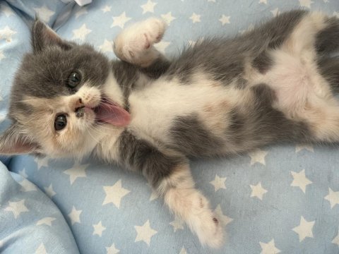 Birbirinden tatlı british shorthair kediler