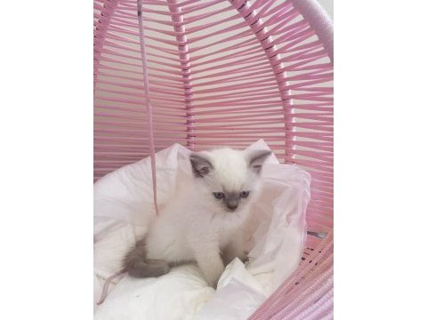 British shorthair blue poınt