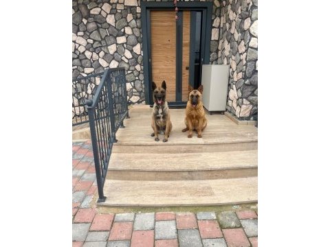 Hakiki orijinal belçika malinois yavrular 2 aylık
