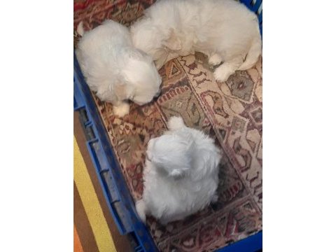 Maltese terrier yavru köpeklerimiz