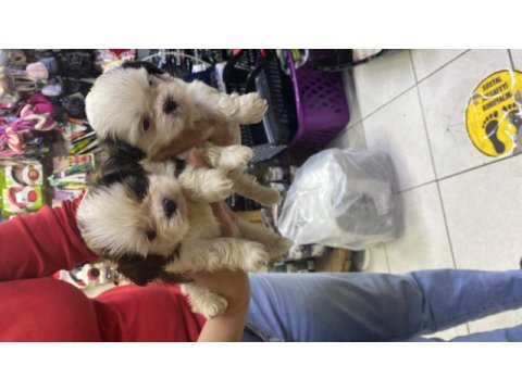 A kalite shih tzu yavrular