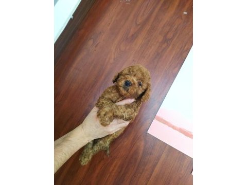 Poodle yavruları ücretsiz değildir