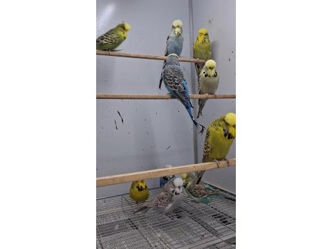 Show jumbo muhabbet kuşları