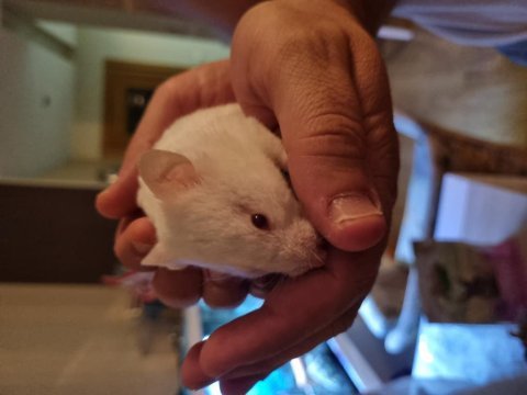 Hamsterlarımı ücretsiz sahiplendirmek istiyorum