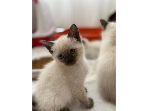 British blue point siyam kedisi kırması