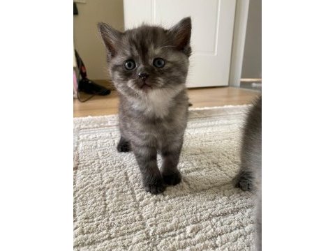 British shorthair kediler enerjilerine yetişemiyoruz