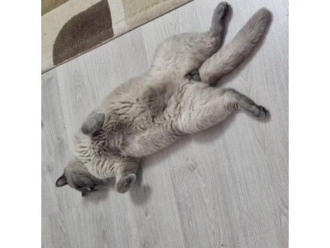 British shorthair bende buradayım evimi arıyorum