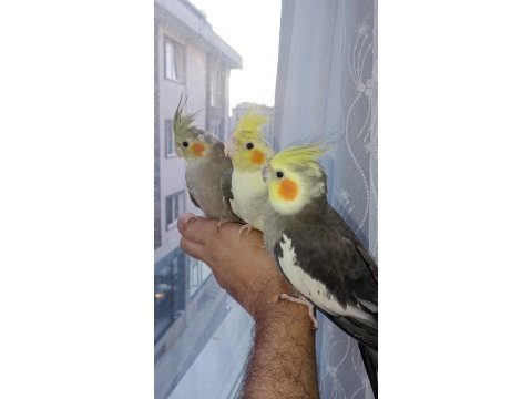 Güzeller güzeli bebek bebeği kuşlar