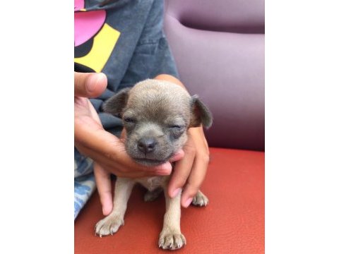 Orjinal chihuahua mavi gözlü yavru