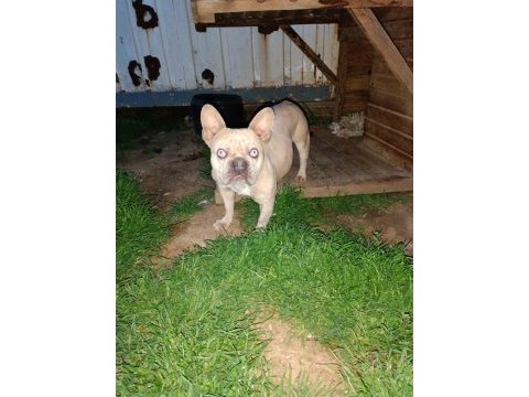 Maviş gözlü french bulldog köpeğim