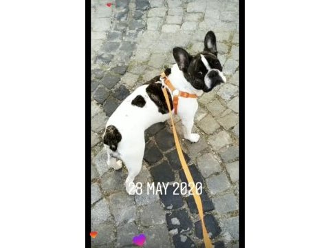 French bulldog ömürlük yuvaları olacak ailelerini arıyorlar