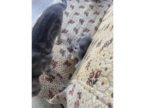 Minik scottish fold yavrumuz